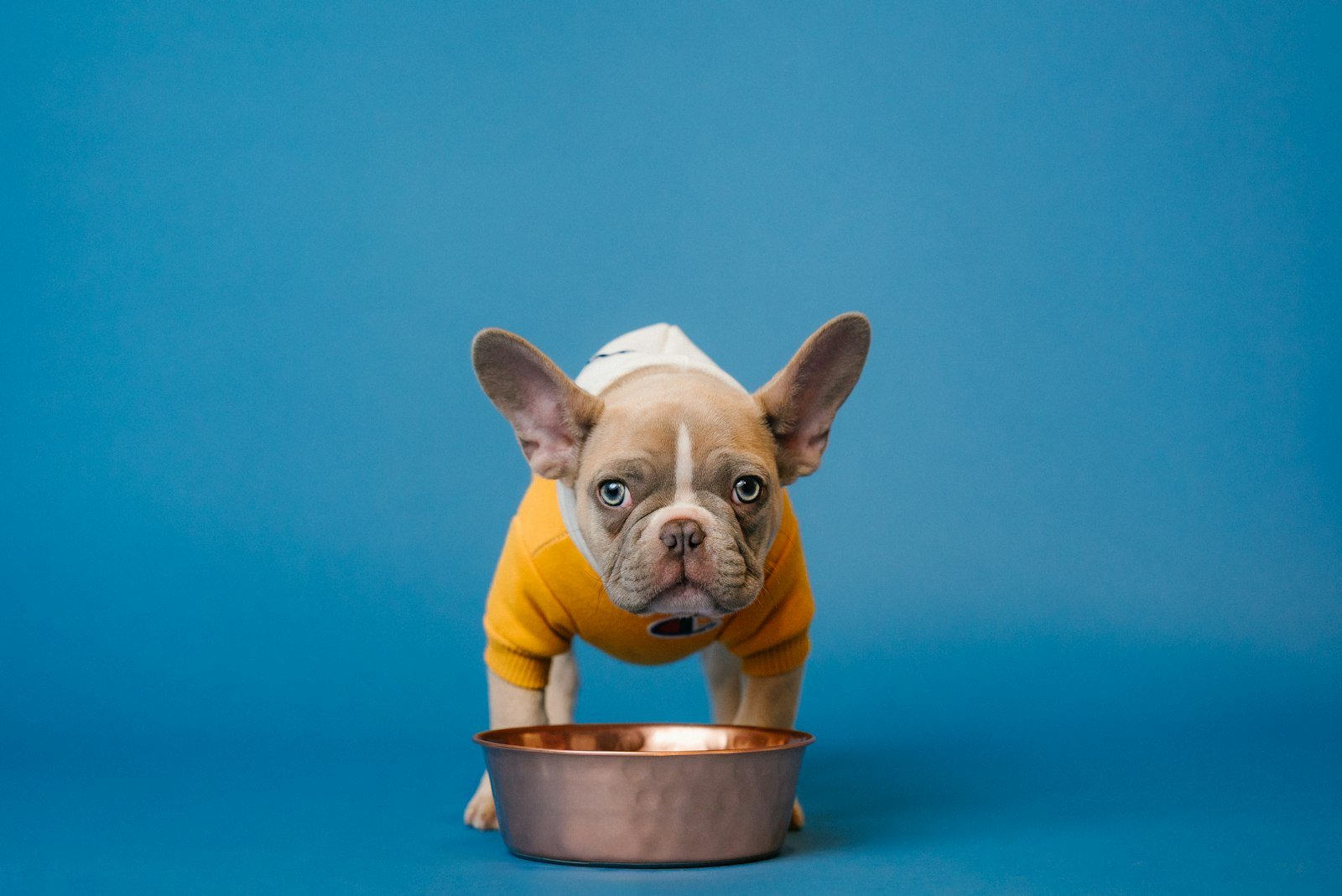 A French bulldog puppy standing next to a food bowl