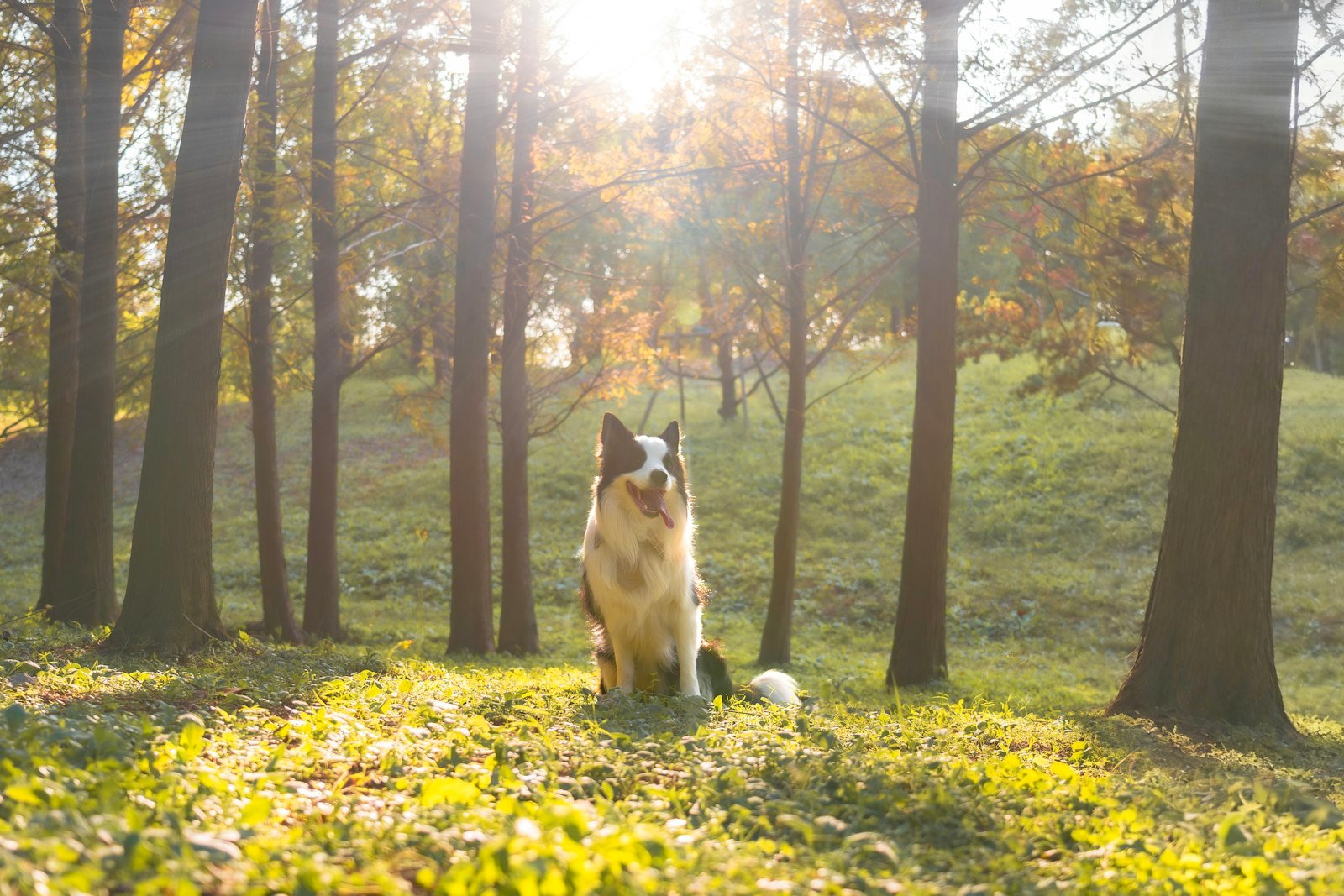 A border collie sitting in a sunlit forest